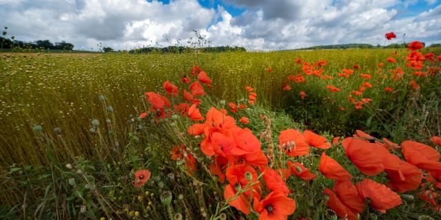 Champ De Lin Et Coquelicots En Vexin Normand Adt De Leure J.f. Lange