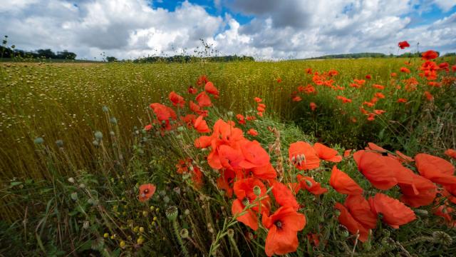 Champ De Lin Et Coquelicots En Vexin Normand Adt De Leure J.f. Lange