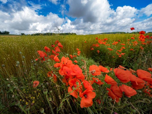 Champ De Lin Et Coquelicots En Vexin Normand Adt De Leure J.f. Lange