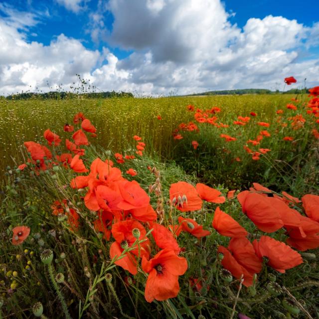 Champ De Lin Et Coquelicots En Vexin Normand Adt De Leure J.f. Lange