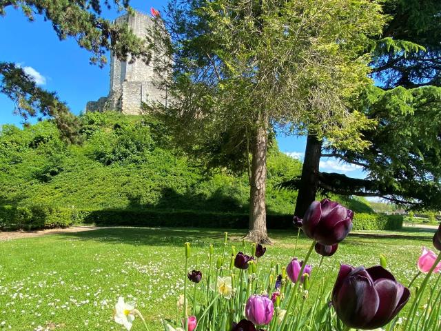 Parc Du Chateau De Gisors Tulips 2022 Wml Vittori Vexin Normand Tourism