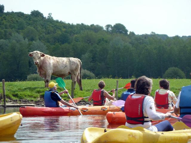 Canoepte Promenade Vache Canoepte