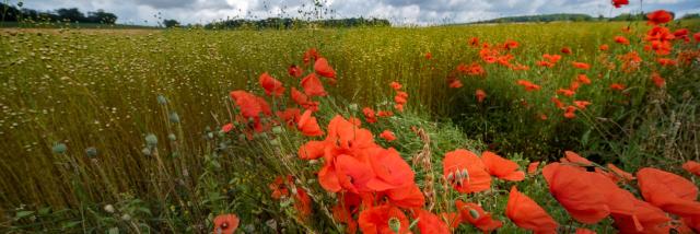 Champ De Lin Et Coquelicots En Vexin Normand Adt De Leure J.f. Lange