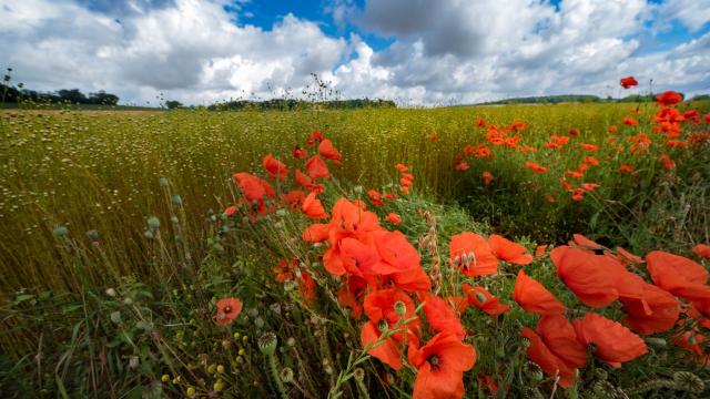 Champ De Lin Et Coquelicots En Vexin Normand Adt De Leure J.f. Lange