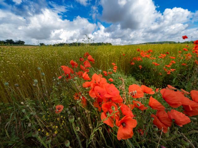 Champ De Lin Et Coquelicots En Vexin Normand Adt De Leure J.f. Lange