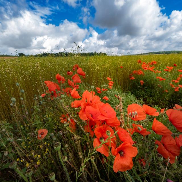 Champ De Lin Et Coquelicots En Vexin Normand Adt De Leure J.f. Lange